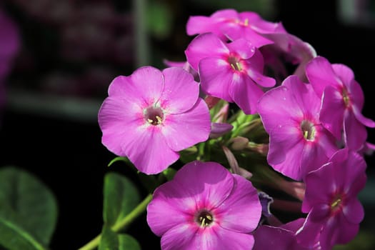 A cluster of pink phlox flowers in bloom.