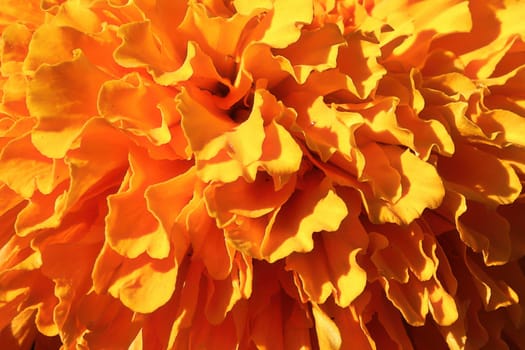 Macro of the delicate orange petals on a marigold flower.