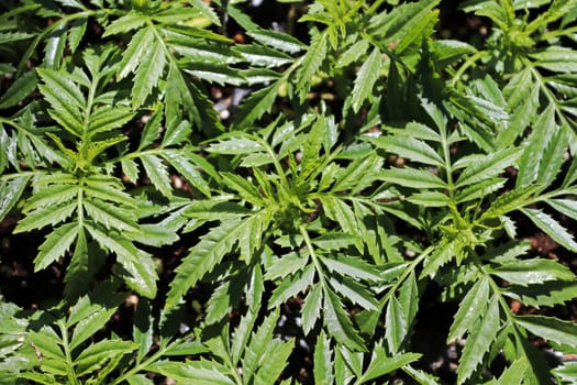 leaves of a marigold plant with no flowers.