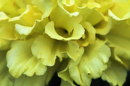 Macro of a yellow marigold flower head.