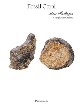Fossil part of a twig and a branch cutaway skeleton close-up of a coral isolated on white