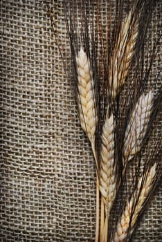 Wheat ears on rough sack material