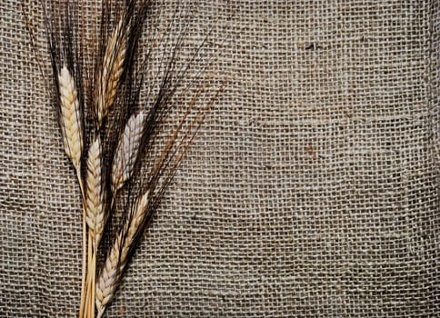 .Wheat ears on rough sack material