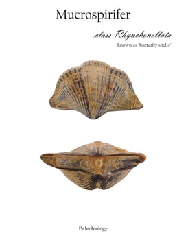 Fossil Mucrospirifer clam shell isolated top and side view isolated on white