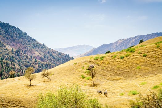 A trail in Hissar Valley in Shirkent National Park in Tajikistan