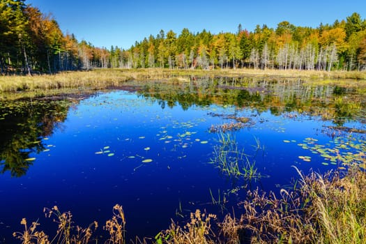 Scenic view of a small pond and marsh in Acadia National Park in fall