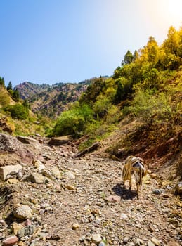 Pack mule is walking along a rugged trail in Hissar Valley in Tajikistan