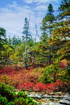 Fall scenery by the Wonderland Trail in Acadia National Park in Maine