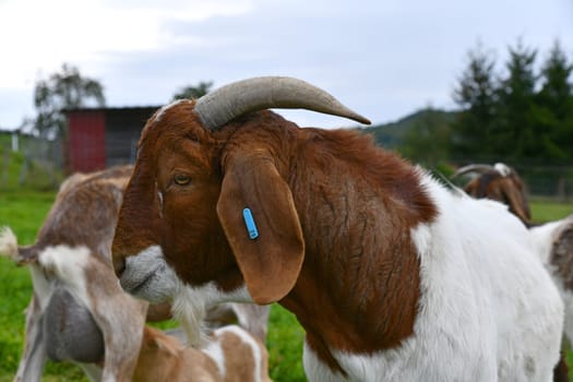 Domestic goats on the pasture