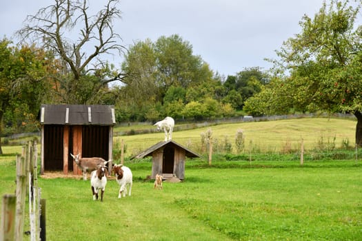 Domestic goats on the pasture
