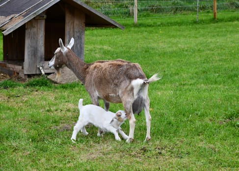 Domestic goats on the pasture