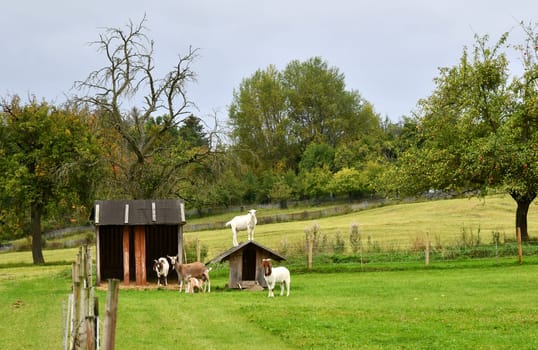 Domestic goats on the pasture