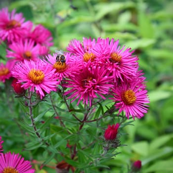 Symphyotrichum novae-angliae
