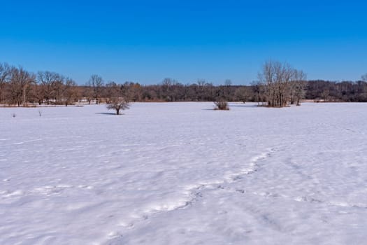 Savannah Prairie in a Blanket of Snow in the Crab Tree Nature Preserve in Illinois