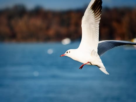 Gull flying across a Danube river