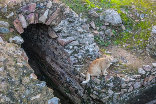 Merida, Spain - Dec 12th, 2020: Stray chubby cat at Amphitheatre House baths or thermae. Merida. Extremadura, Spain