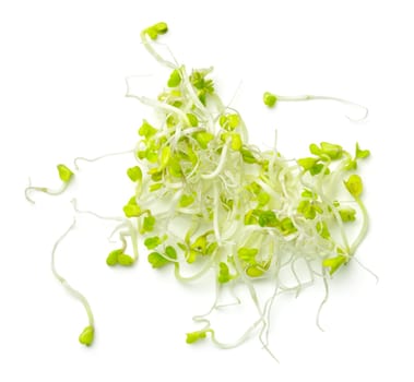 Broccoli sprouts isolated on white background. Top view