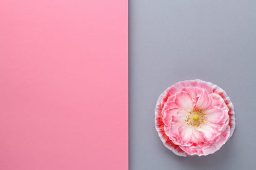 Geometric composition background with pink poppy flower. Pink and gray paper layers. Copy space. Flat lay. View from above
