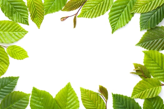 Leaves frame. Hornbeam leaves isolated over white background. Flat lay, top view