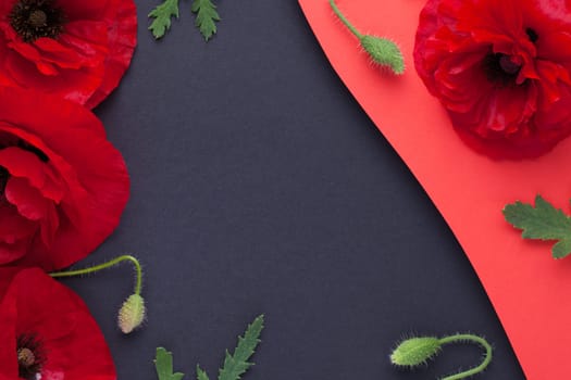 Poppy flowers composition on dark paper background. Empty space for text. View from above. Flat lay