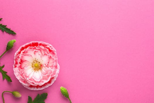 Pink paper background with pink poppy flower. Empty room for text. Top view