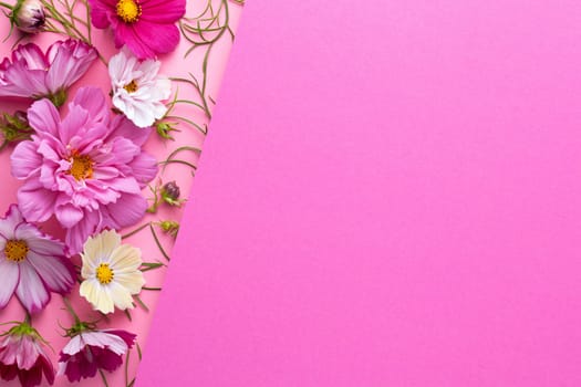 Flowers composition on pink paper background. Copy space. Flat lay, top view
