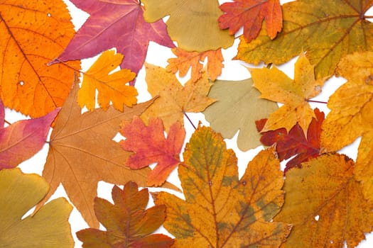 Colorful autumn leaves background. Flat lay, top view