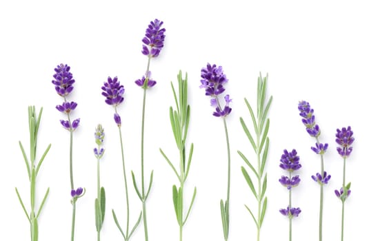 Set of lavender flowers isolated over white background. Flat lay. Top view