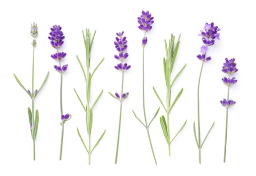 Set of lavender flowers and leaves isolated over white background. Top view