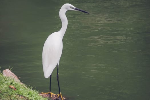 Portrait of A white heron bird stands white black long leg next the pond.