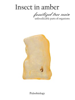 Petrified insect with wings in a piece of amber stone isolated on white