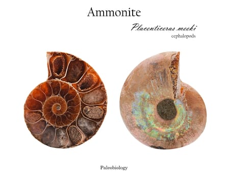 Shell of mollusk ammonite with mother-of-pearl cutaway from two sides isolated on white side view