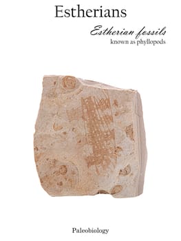 Imprint interspersed with fossilized mollusk shells and wing of an ancient insect in stone isolated side view