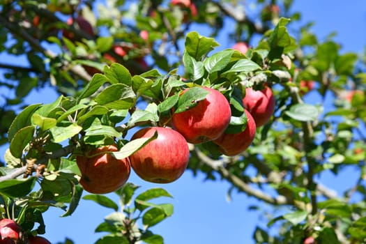 red apples on the tree