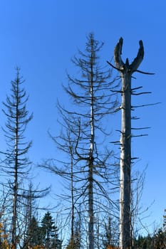 bare tree at the edge of the forest