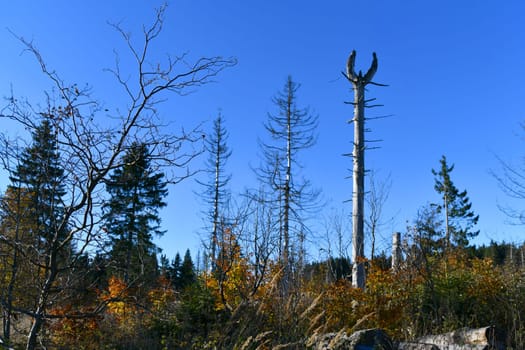 bare tree at the edge of the forest