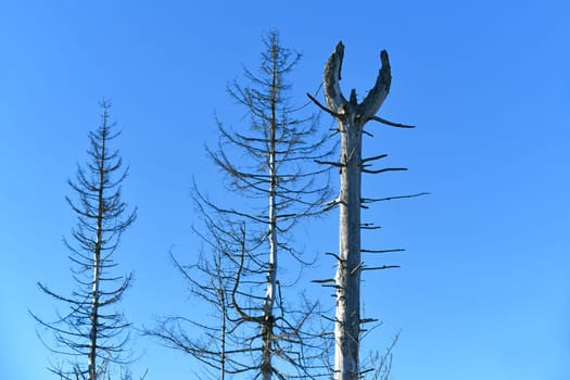bare tree at the edge of the forest