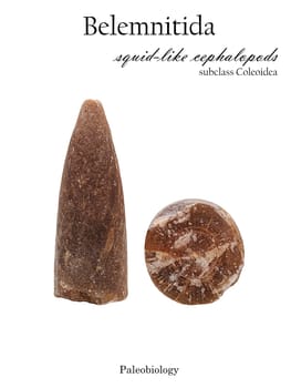 Fossil parts of the remains of an extinct mollusk belemnite or belemnitida isolated side and section view