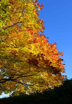 brightly colored deciduous tree