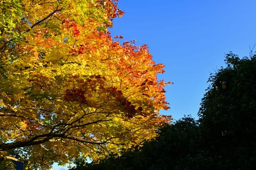 brightly colored deciduous tree