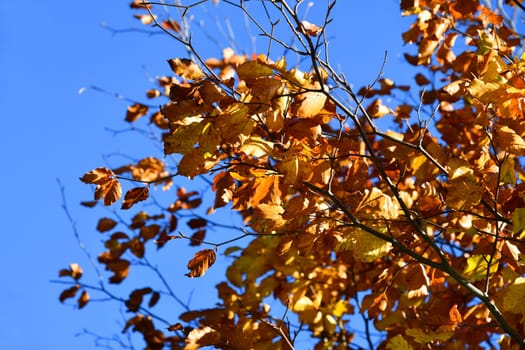 brightly colored deciduous tree