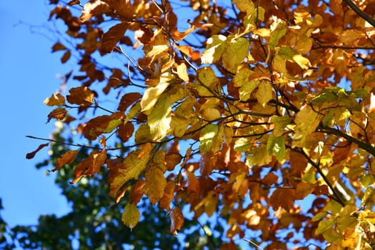 brightly colored deciduous tree