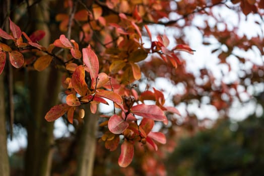 Autumn branches with small multi-colored leaves , isolated on white background.