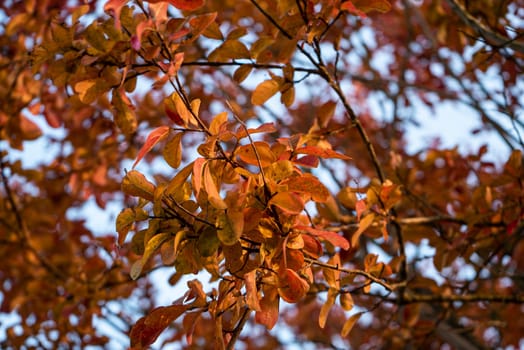 Autumn branches with small multi-colored leaves , isolated on white background.