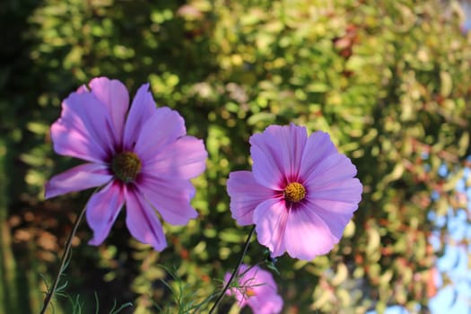 Cosmea