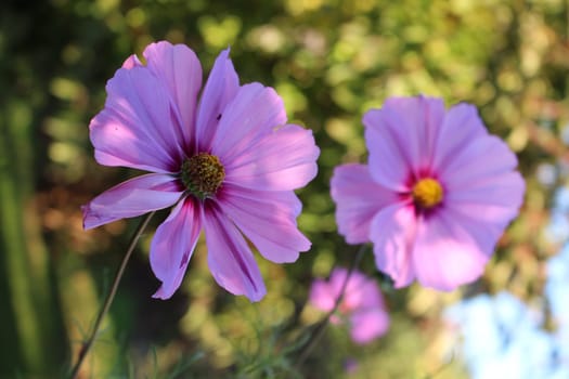 Cosmea