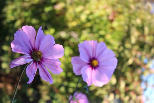 Cosmea