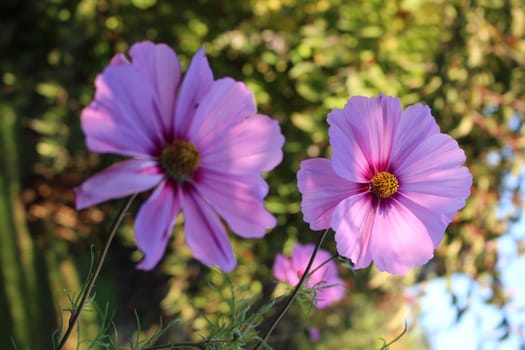 Cosmea