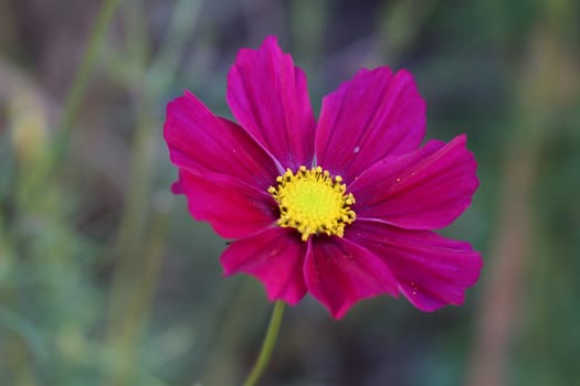 Cosmea