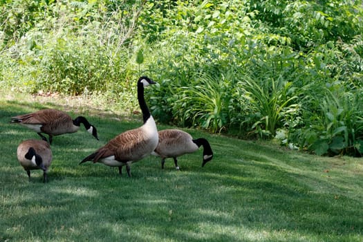 One goose watches out for any dangers while three geese eat from the grass in a partly shady public park in spring. Large beige, black and white geese enjoy food they find in the lawn in a park.